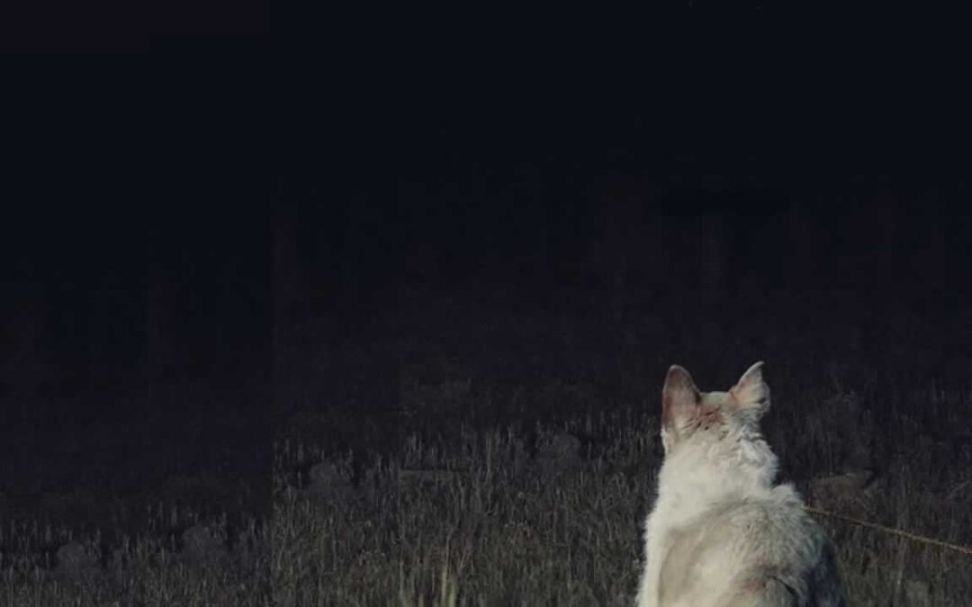 It Comes at Night: mucho ruido y pocas nueces